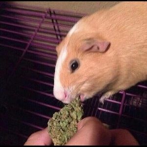 Meet your Posher, Rafael